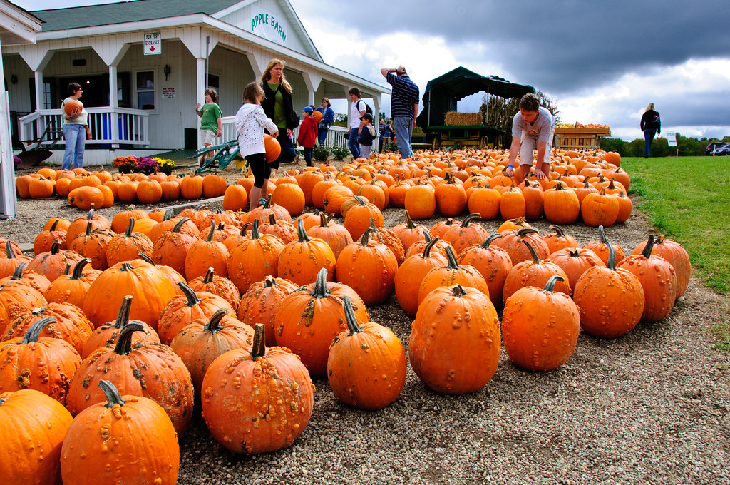 Pumpkins For Sale Bill Rees Flickr