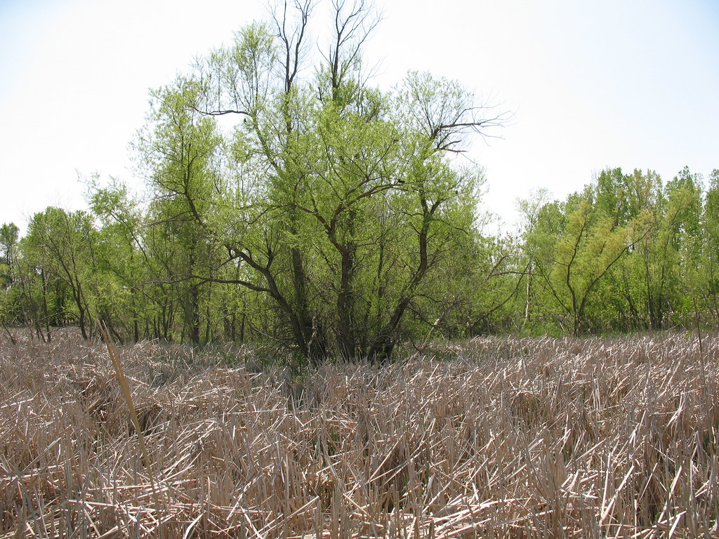 Berger Road Wetland Small wetland on Berger Road in SE Fra… Flickr