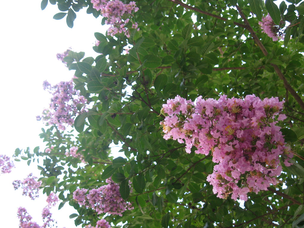 Trees flower Walking in Koreatown. Carolyn Flickr