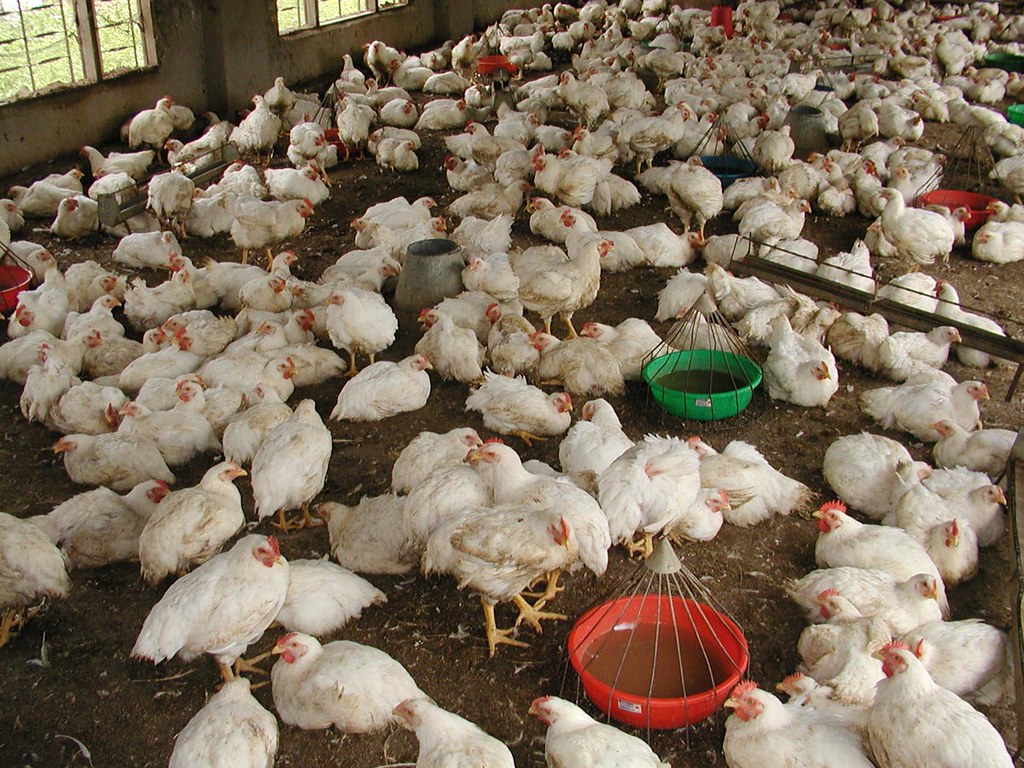 Broiler chickens Broiler Chickens in a farm in Nepal Photo… Flickr