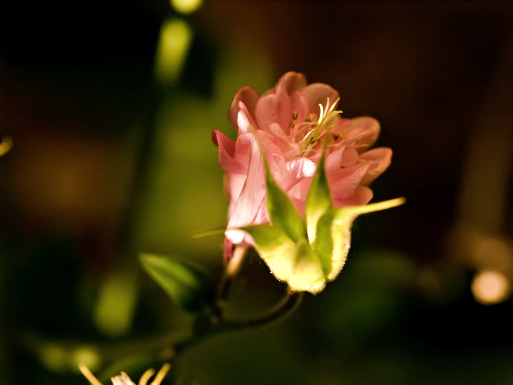 Joyce mystery flower 363 Joyce's final (probably) June pic… Flickr