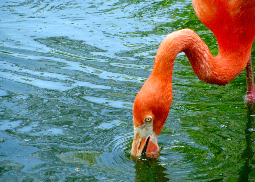 Flamingo Moody Gardens, Galveston, Texas. Julie Tuason Flickr