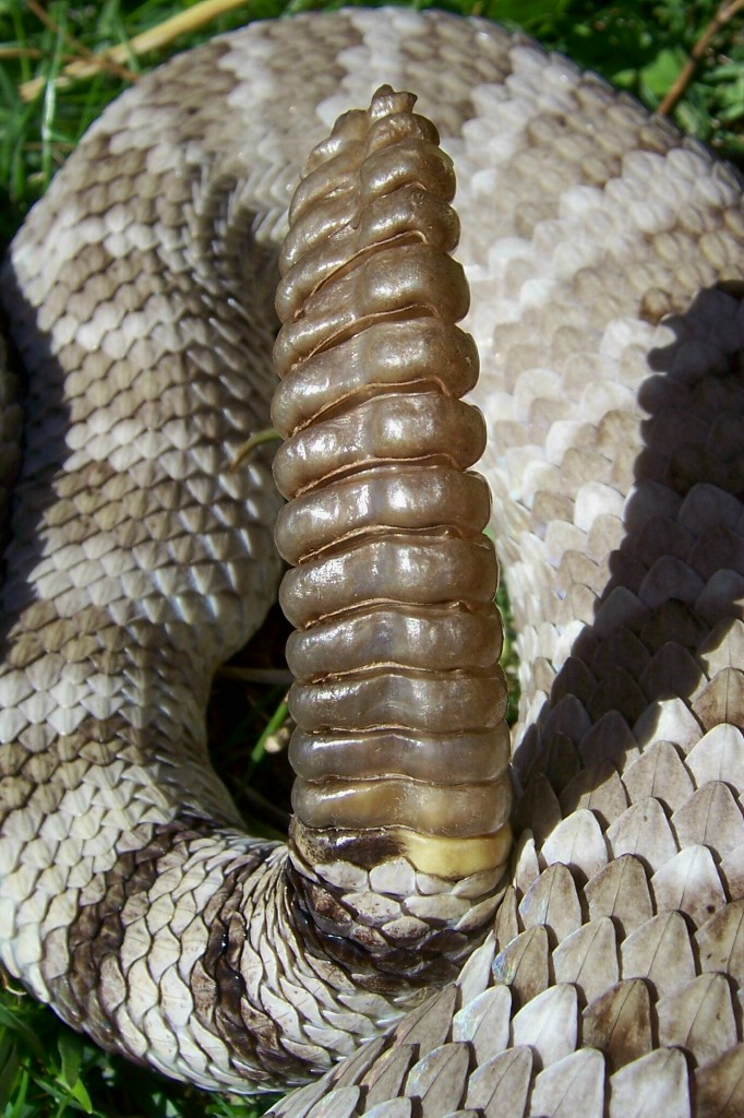 Mojave Rattlesnake (C. scutulatus), Adult Female, rattle a photo on