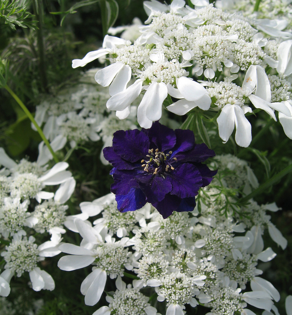 Orlaya & Larkspur Annie's Annuals & Perennials Flickr