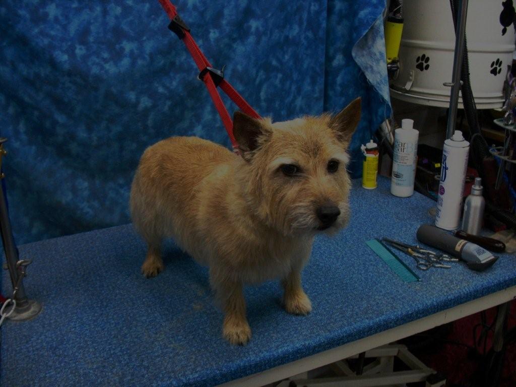 Pet Norwich Terrier Groom2 Grooming was with… Flickr