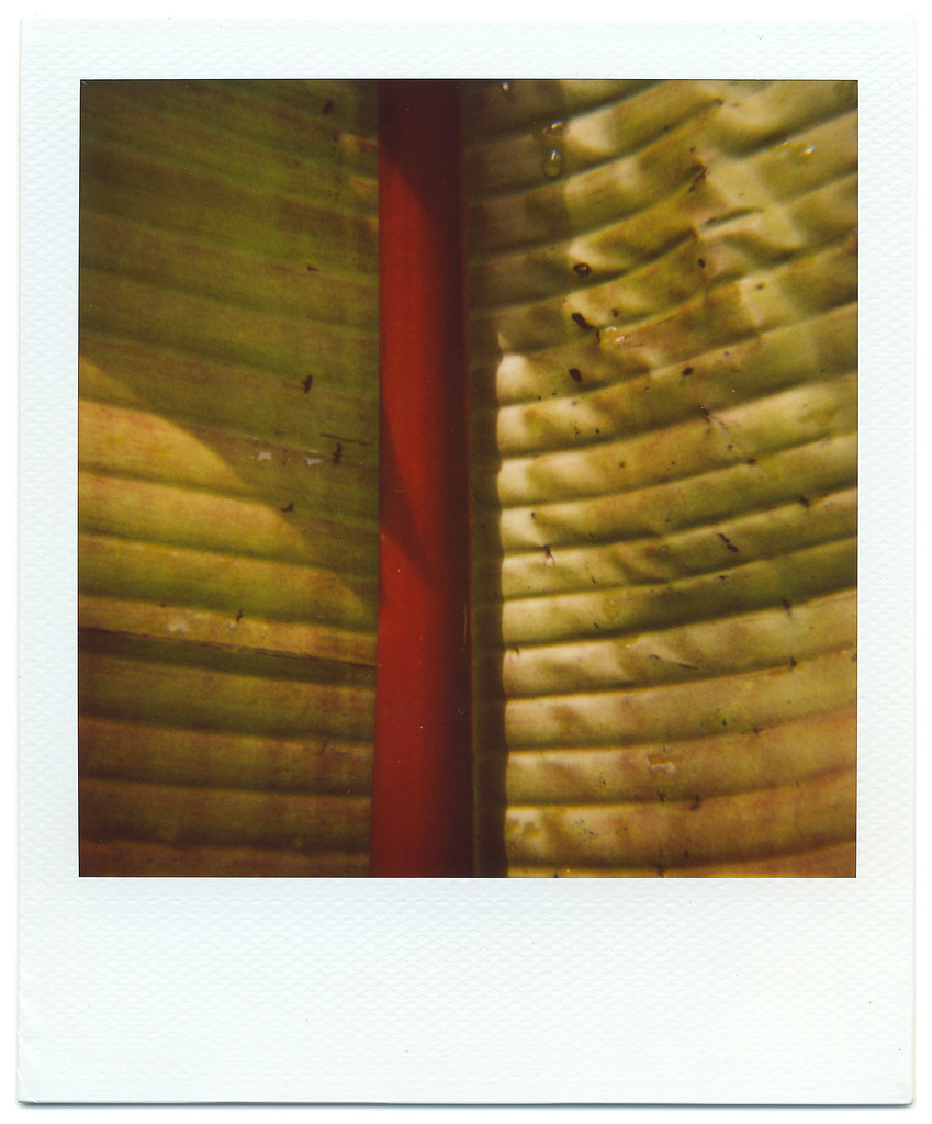 6 foot, 7 foot, 8 foot bunch A banana leaf. That brings my… Flickr