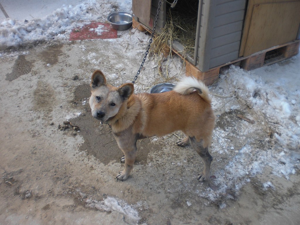 Korea Dog Rescue Shelter aramza Flickr