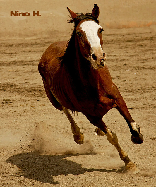 El caballo Running to the weekend. TGIF La charreada de Sa… Flickr