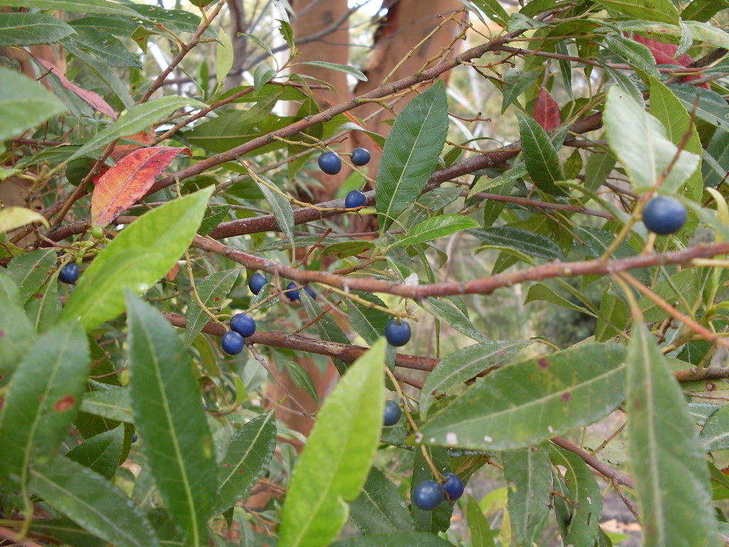 Blueberry ash The leaves of the Blueberry ash (Elaeocarpus… Flickr