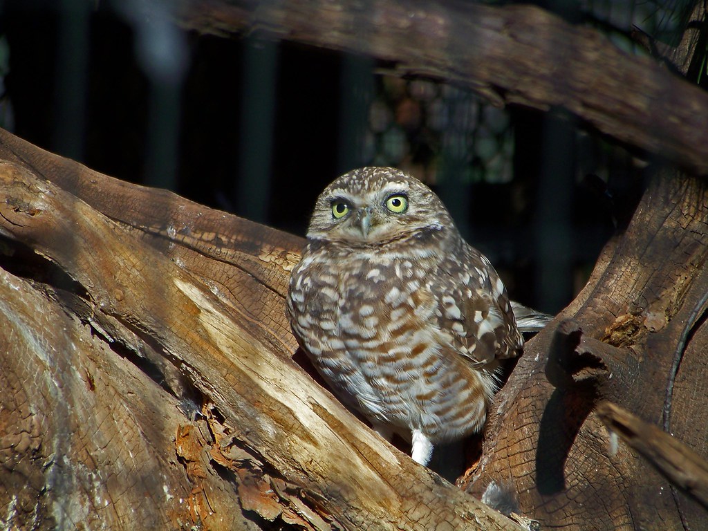 Burrowing Owl Burrowing Owl Order Strigiformes Family St… Flickr