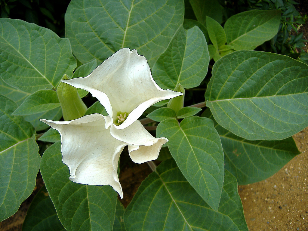 An ?Indian trumpet flower This flower is part of the flora… Flickr