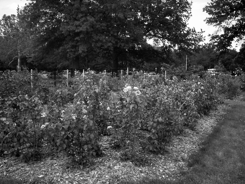 Roses bw Reinisch Rose Garden, Gage Park, Topeka, Shawnee … Flickr