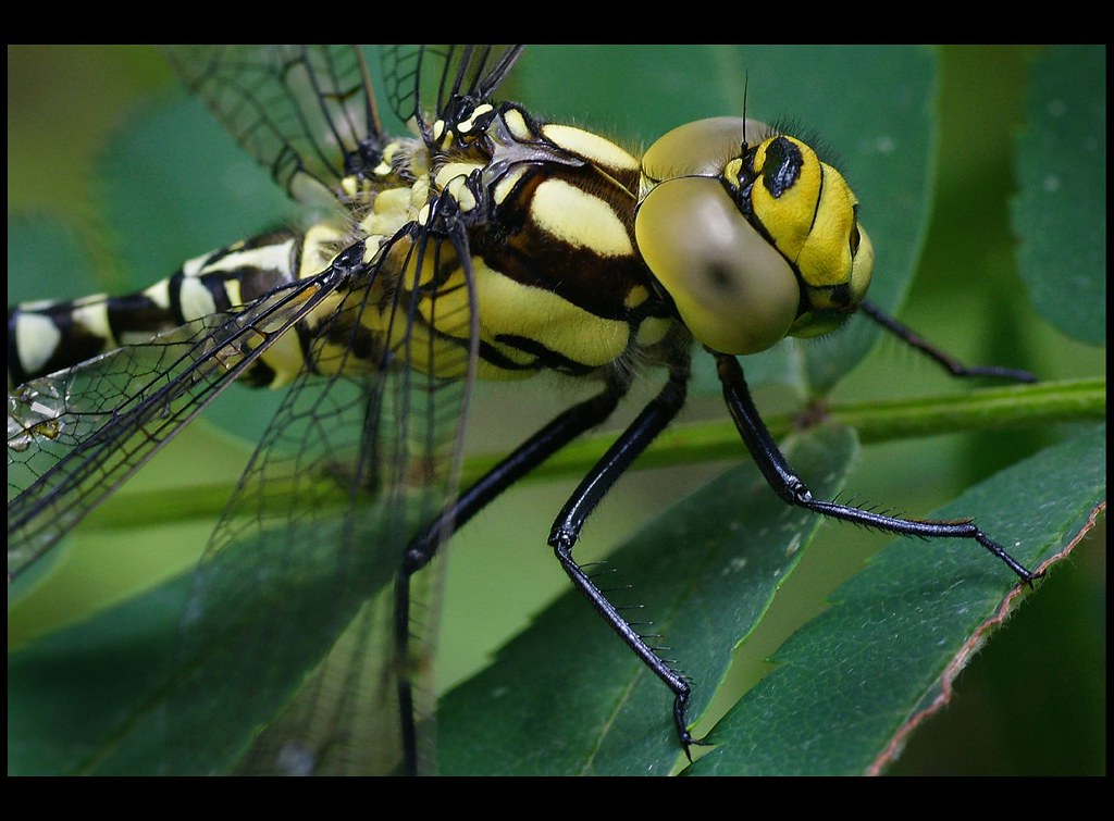 female southern hawker closeup aug 08 Tom Saunders Flickr