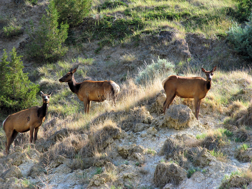 Three cow elk relax in the North Dakota badlands a photo on Flickriver