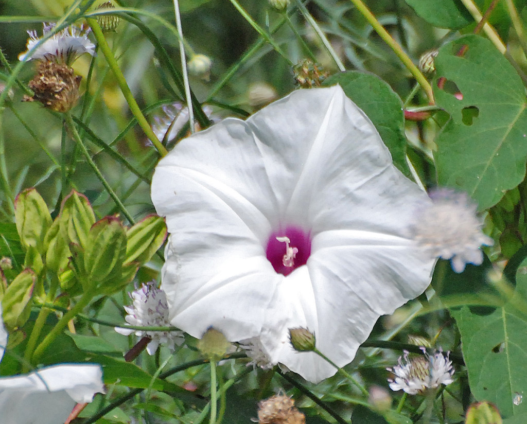 DSZ_02501a Wild Potatovine at Rule, AR, 080725. Ipomoea p… Flickr