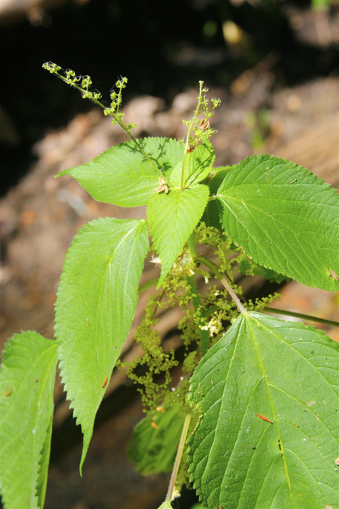 Canadian Laportea canadensis Dan Mullen Flickr