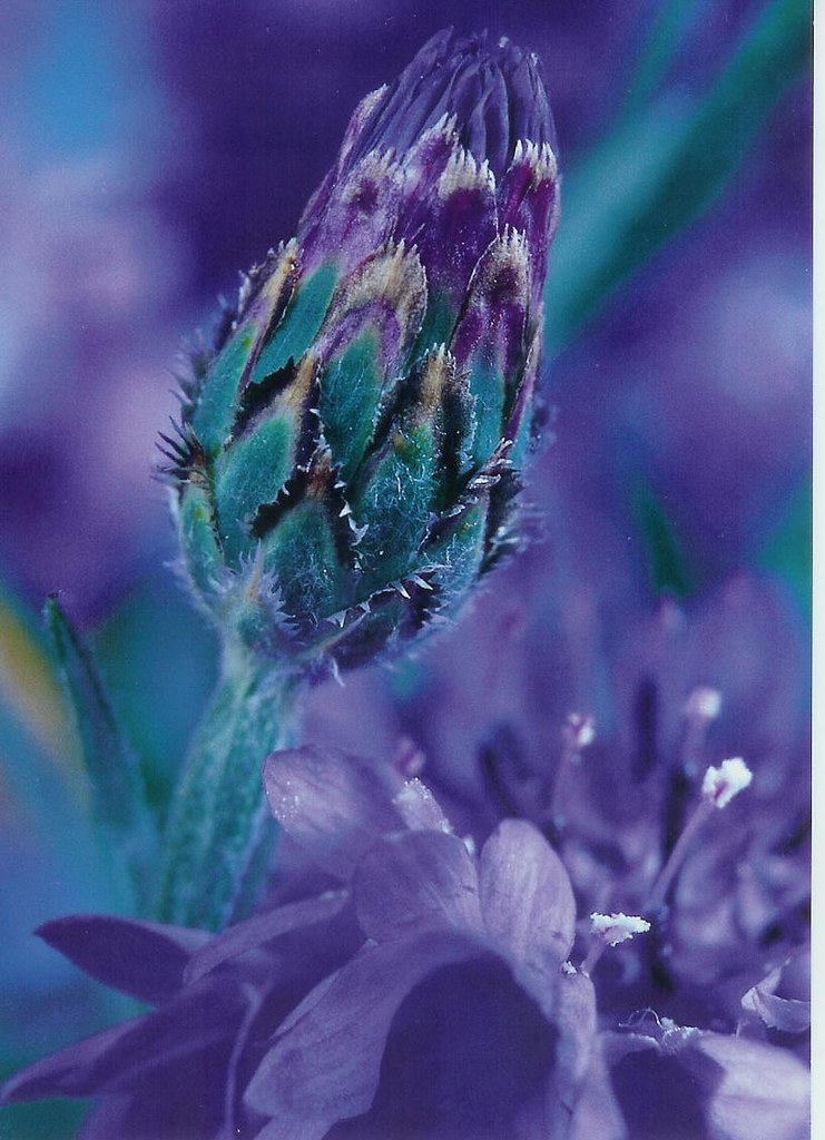 Cornflower Flowers & Birds RR 32 MrsRohtola 12_08 carolreader