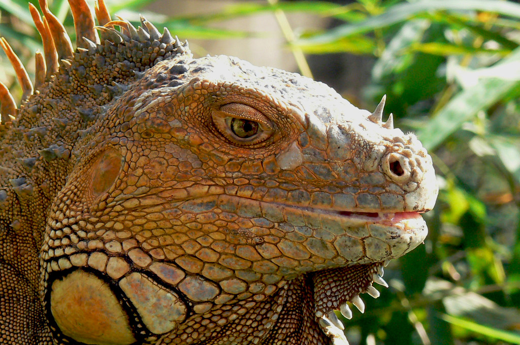 Iguanas Restaurante Las Iguanas, Costa Rica lens gazer Flickr