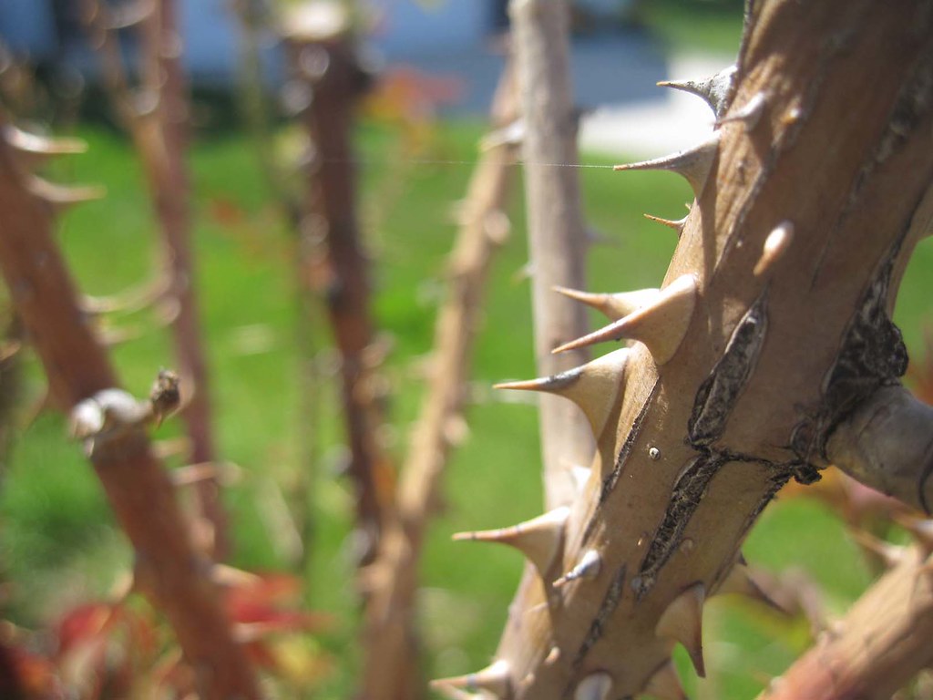 Rose Bush Thorns John Drake Flickr