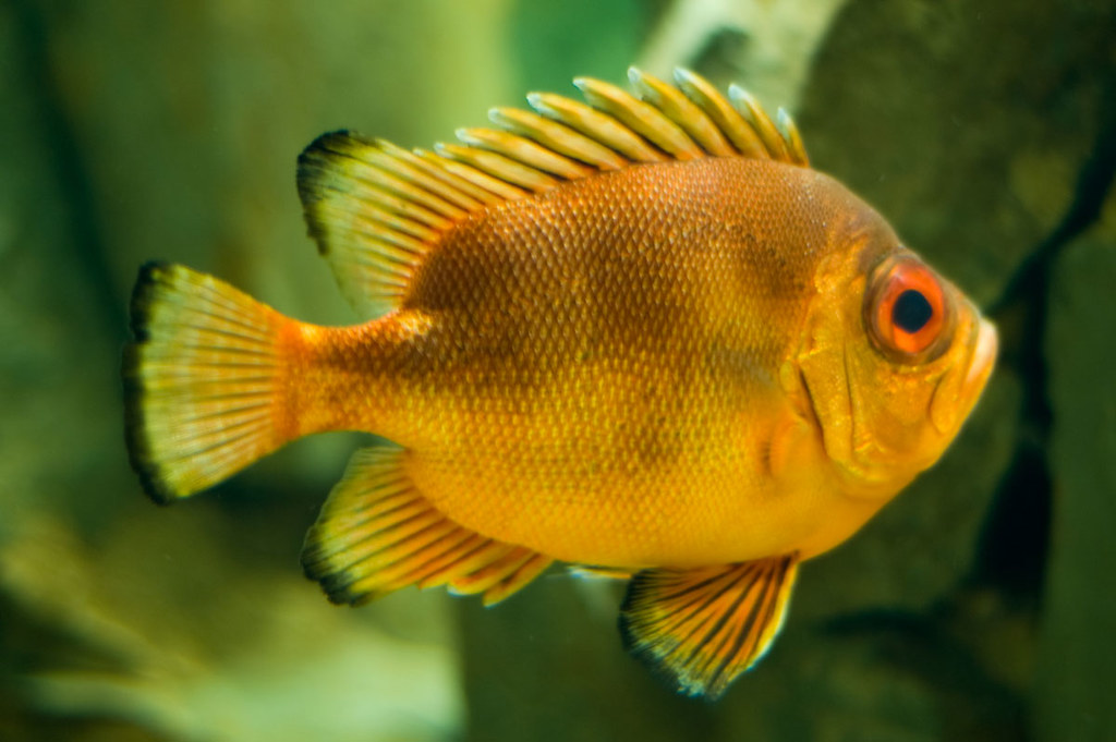 Popeye Catalufa Fish that the Englishspeaking world calls… Flickr