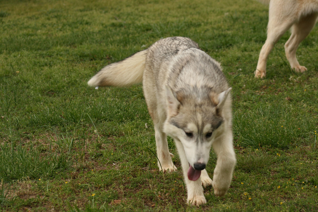 Bear the Silver Grey WolfDog Puppy/Cub IMG_9347 Flickr