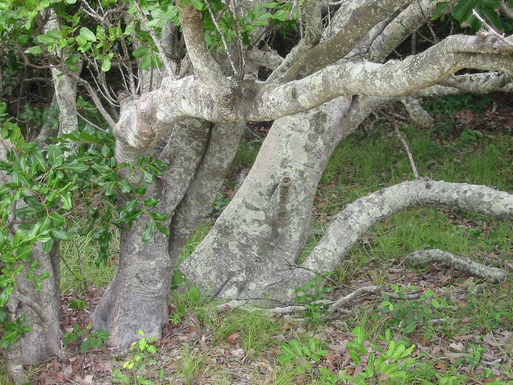 East Point, Mackay 1202062_IMG Ian Sutton Flickr