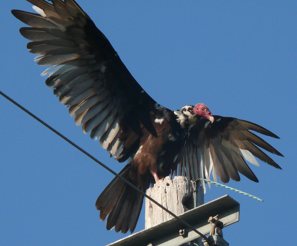 Turkey Vulture (Cathartes aura) A Turkey Vulture near Fern… Flickr