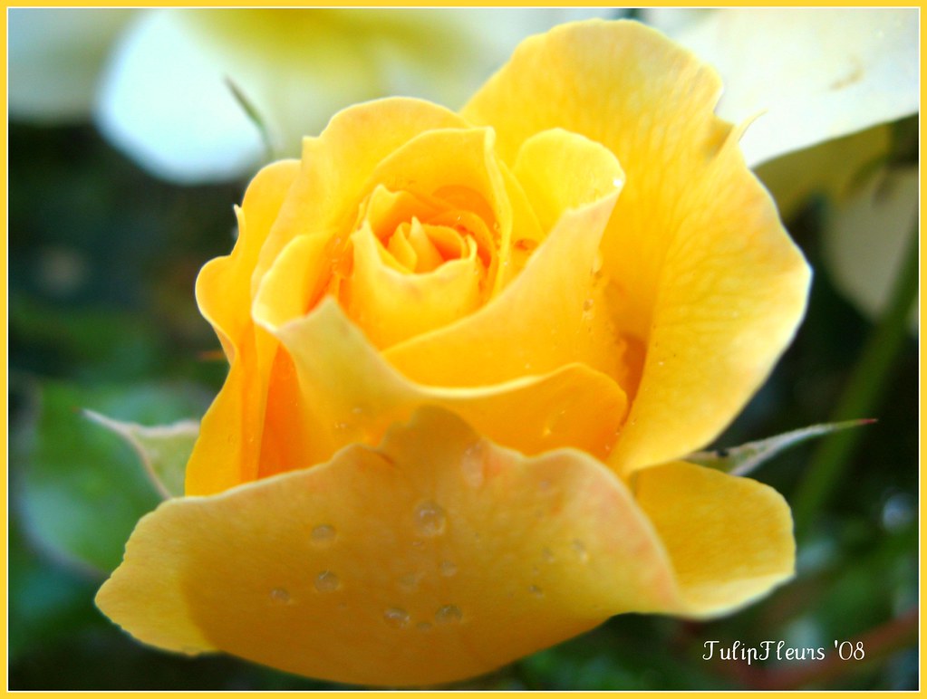Yellow Rose of Friendship . . . The Yellow Rose of Friends… Flickr