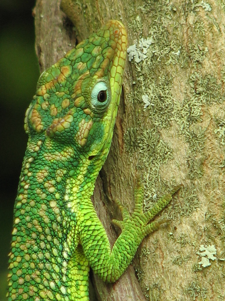 Lagartija verdiazulada Tarde de reptiles en Tabio Flickr