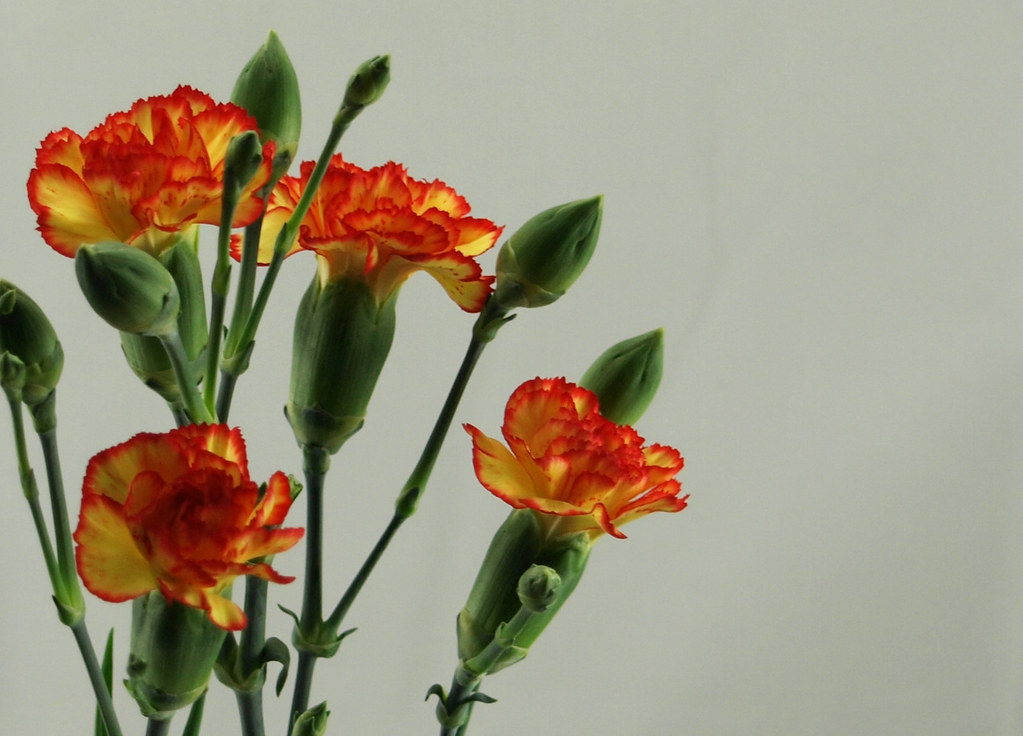 Carnations piX dust Flickr