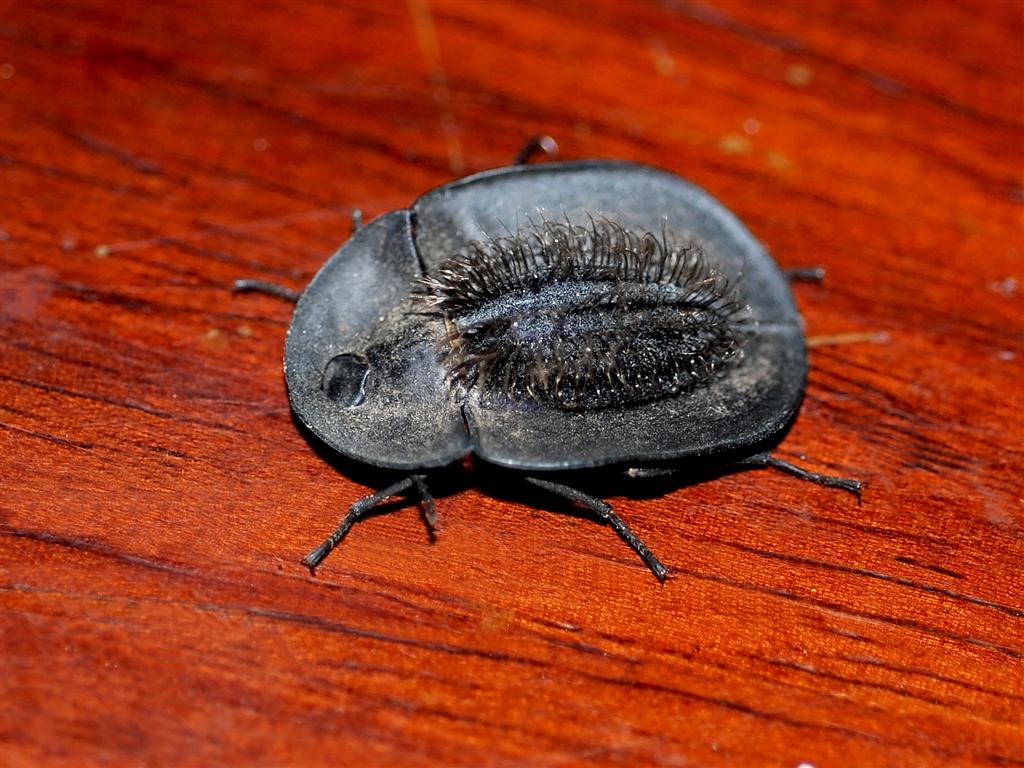 Hairy backed pie dish beetle Order Coleoptera Family Teneb… Flickr