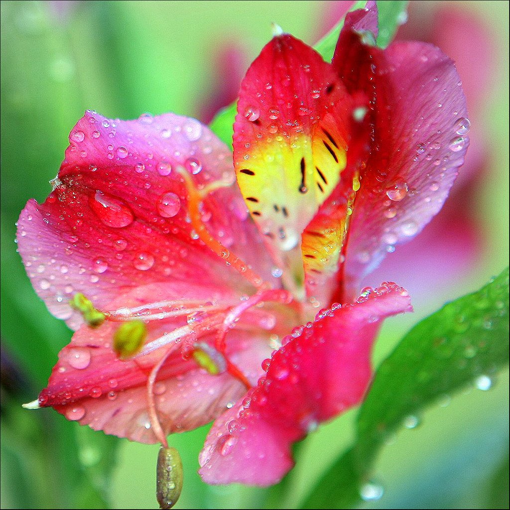 For The Love Of Flowers part 5 Flickr