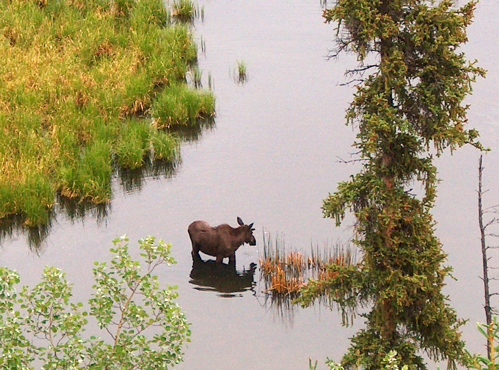 June 6, 2007 Game Guardian Moose 001 Linda Champion Flickr