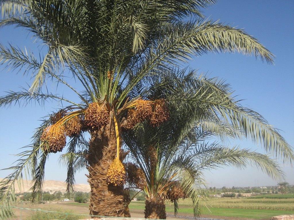 Date Tree Egyptian Home Mark Freiman Flickr