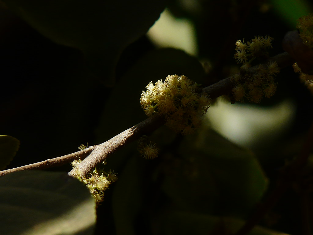 Chamfar (Konkani चामफर) Flacourtiaceae (coffee plum famil… Flickr
