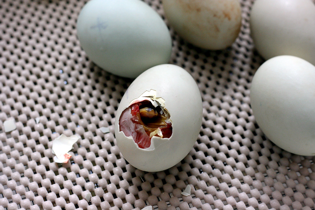 Hatching call duck egg Sandi Petersen Photography Flickr
