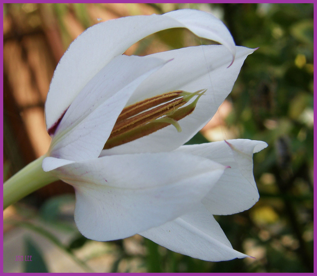 Peacock Orchid almost open My Peacock Orchid almost open. Flickr