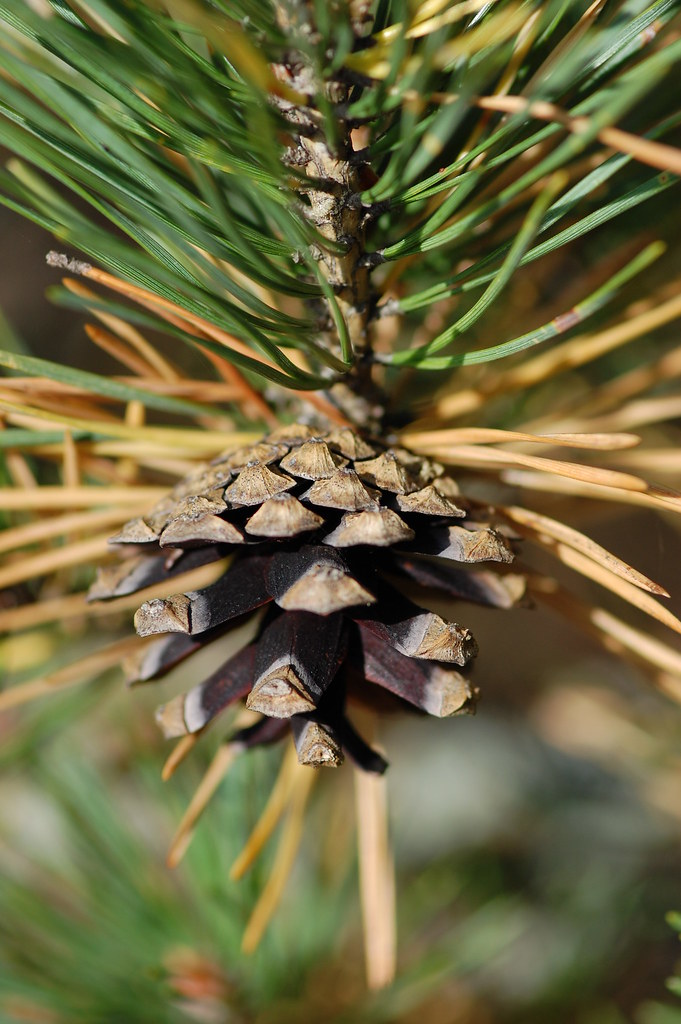 Pine cone Just a pine cone. Jens Dahlin Flickr