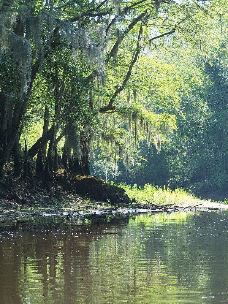 Edisto River Riverbend As we make our way downstream the … Flickr