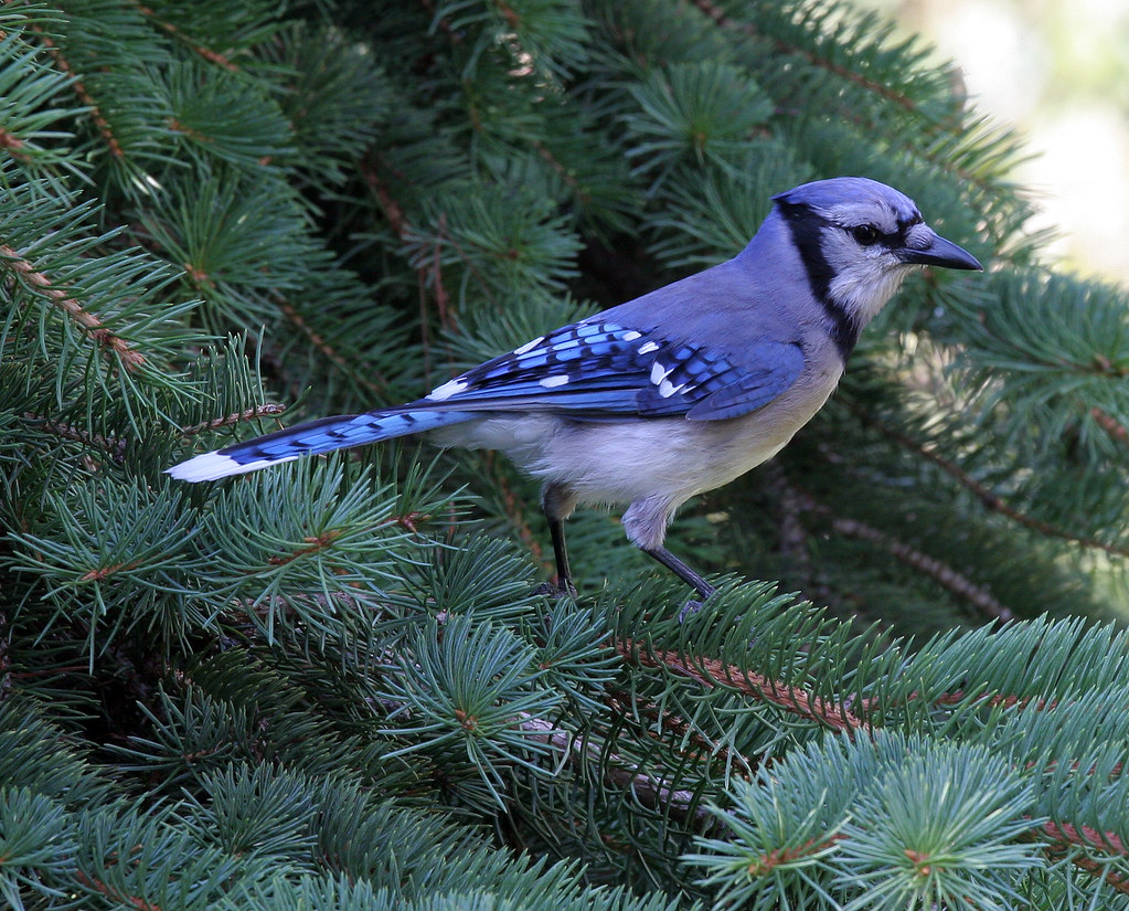 A Proud Blue Jay Yesterday I found a dead Blue Jay under m… Flickr