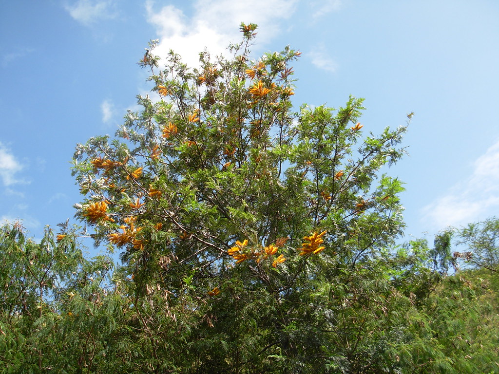 Grevillea robusta Waimea Canyon, Kauai Grevillea robusta… Flickr
