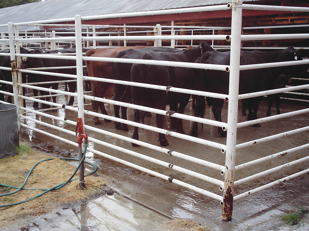 Sale Barn Cattle 2 June 2008 Cattle at the sale barn in Ov… Flickr