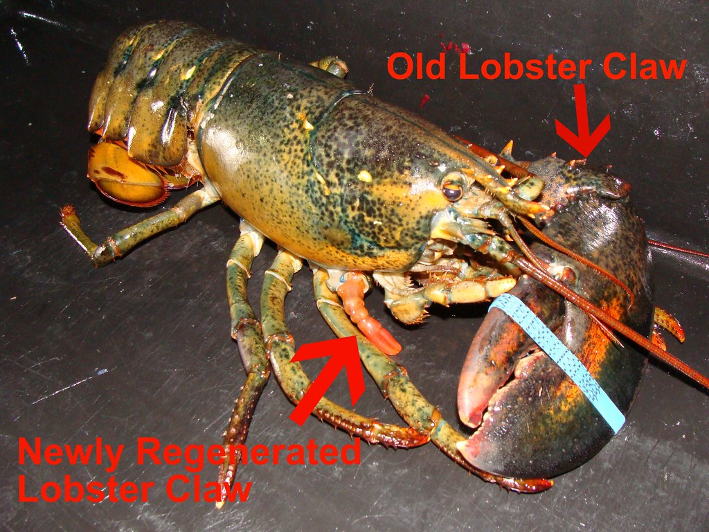 Lobster Claw Regeneration Pictures Joey Ciaramitaro Flickr
