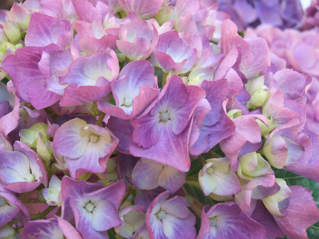 Ortensia and the flowers bloom like madness in the spri… Flickr