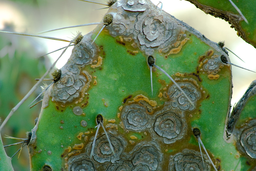 What Does Cactus Fungus Look Like at Cornelia Smith blog