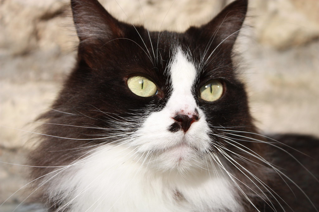 Luna la plus belle chatte du monde Regard vague Helowdy Photo Flickr