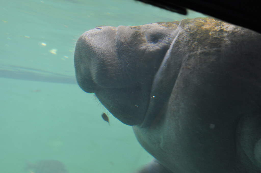 Elevation of Douglas St, Homosassa, FL, USA Topographic Map