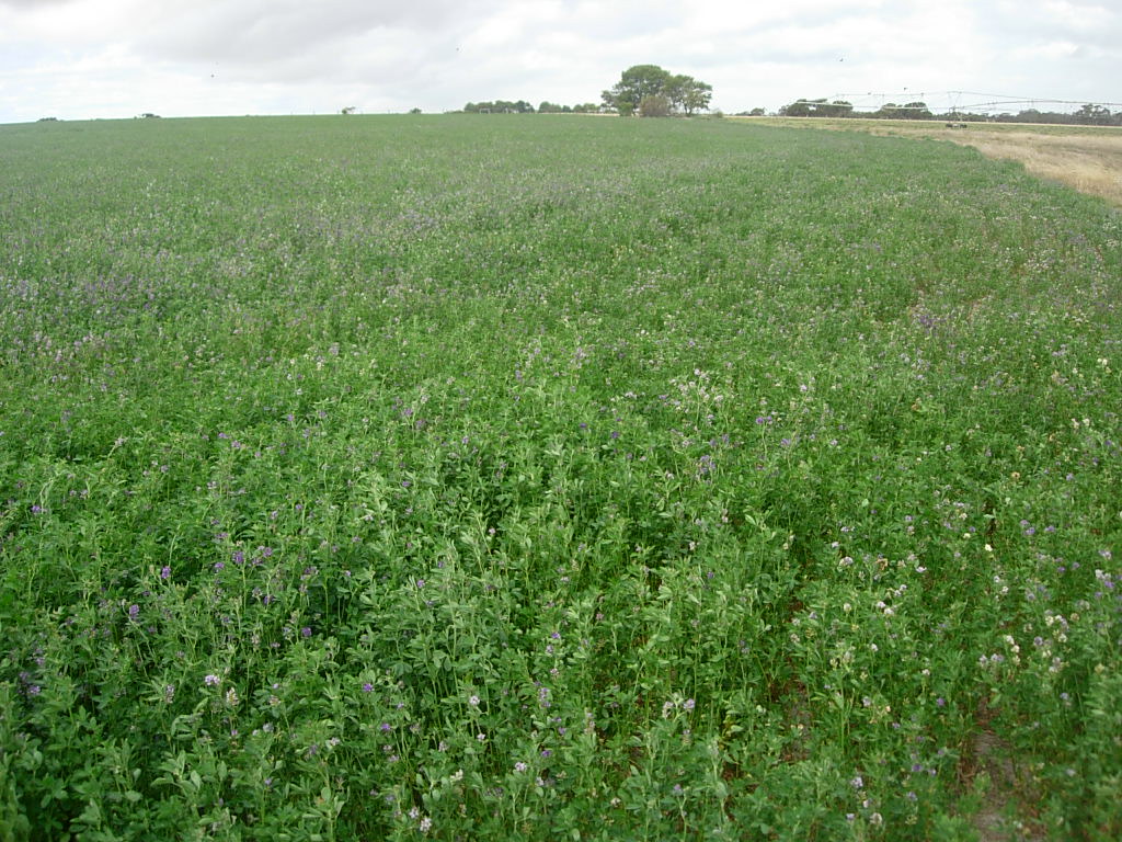 lucerne growing for lucerne hay Lucerne Growing for lucern… Flickr
