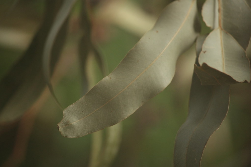 eucalyptus leaves I am going to miss the old trees outside… Flickr