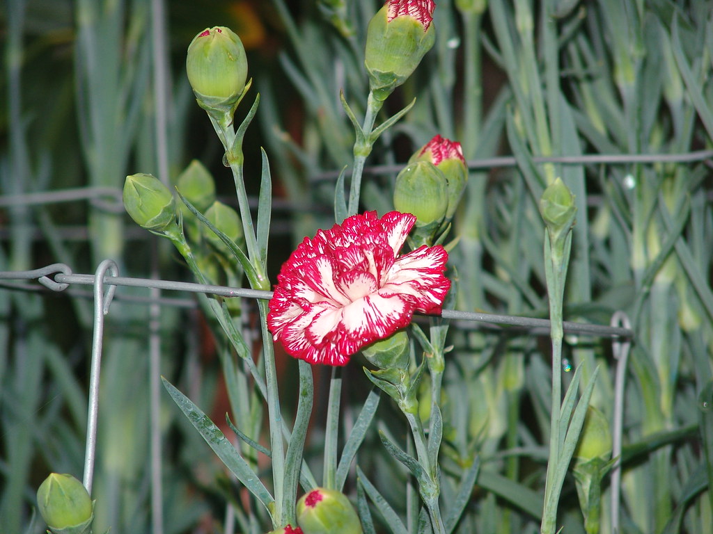 clavel un clavel y sus clavelitos Javier Sanchez Flickr